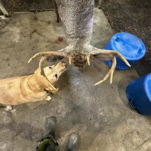 Whitetail Deer Harvest Image #9