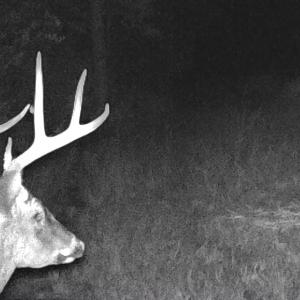 Our Game Cams Image #9