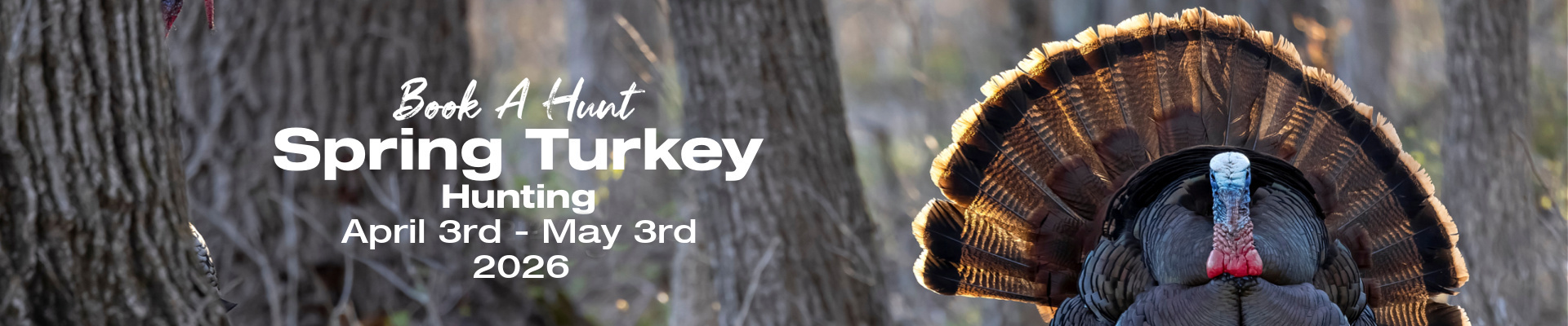 Turkey Hunting